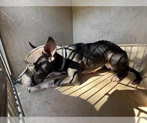 American Pit Bull Terrier-Unknown Mix Dogs for adoption in Oklahoma City, OK, USA