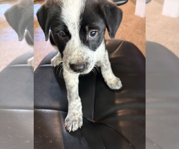 Medium Photo #9 Border Collie-Unknown Mix Puppy For Sale in Sanford, FL, USA