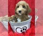 Small Photo #9 Goldendoodle (Miniature) Puppy For Sale in BULLARD, TX, USA