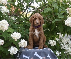 Poodle (Standard) Puppy for sale in MILLERSBURG, OH, USA