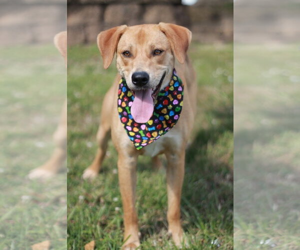 Medium Photo #3 Mountain Cur-Unknown Mix Puppy For Sale in Cookeville, TN, USA