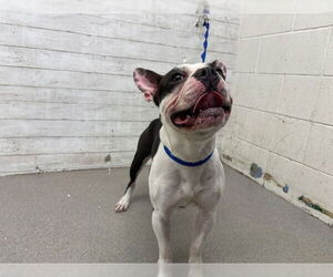Boston Terrier Dogs for adoption in San Bernardino, CA, USA