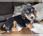 Image preview for Ad Listing. Nickname: Scout