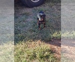 Small Photo #4 Rottweiler Puppy For Sale in ATL, GA, USA