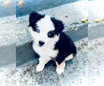 Small Photo #1 Miniature Australian Shepherd Puppy For Sale in MONTICELLO, SC, USA
