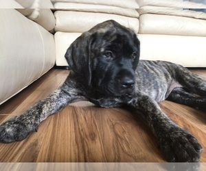 Mastiff Puppy for sale in BOLIVIA, NC, USA