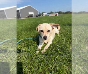 Queso - Male Chihuahua-Unknown Mix Dog for Adoption - Photo #3