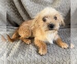Small #1 Morkie