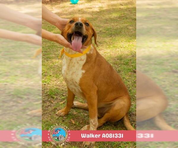 Medium Photo #2 Black Mouth Cur Puppy For Sale in Mobile, AL, USA