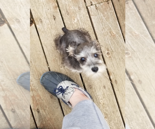 Medium Photo #7 Schnauzer (Miniature) Puppy For Sale in CANBY, OR, USA