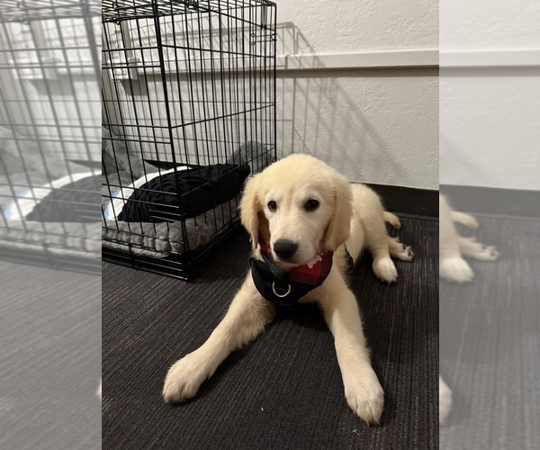 Medium Photo #2 Golden Retriever Puppy For Sale in EDMOND, OK, USA