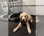 Small #1 Golden Retriever