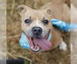 Small American Staffordshire Terrier Mix