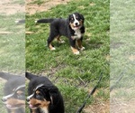 Small Photo #4 Bernese Mountain Dog Puppy For Sale in PARAGON, IN, USA