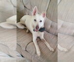 Small #3 German Shepherd Dog