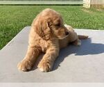 Small Photo #2 Goldendoodle Puppy For Sale in NICKELSVILLE, VA, USA