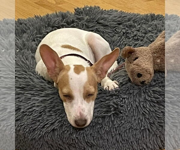 Medium Photo #1 Jack Russell Terrier-Unknown Mix Puppy For Sale in Boston, MA, USA