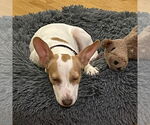 Small Jack Russell Terrier Mix