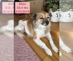 Small #3 Pomeranian Mix