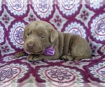 Small Photo #3 Labrador Retriever Puppy For Sale in HONEY BROOK, PA, USA