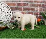Small #4 Labrador Retriever