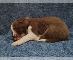 Small Photo #263 Border Collie Puppy For Sale in NORBORNE, MO, USA