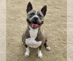 Staffordshire Bull Terrier Dogs for adoption in Camarillo, CA, USA