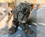 Small #10 Goldendoodle
