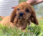 Small Photo #5 Cavalier King Charles Spaniel Puppy For Sale in COLORADO SPRINGS, CO, USA