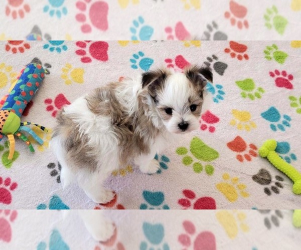 Medium Photo #6 Papitese Puppy For Sale in ORO VALLEY, AZ, USA