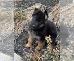 Small #2 German Shepherd Dog