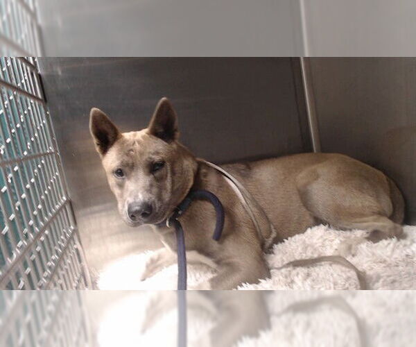 Medium Photo #1 Siberian Husky Puppy For Sale in Downey, CA, USA