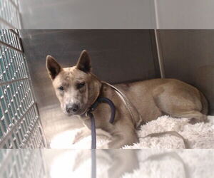 Siberian Husky Dogs for adoption in Downey, CA, USA