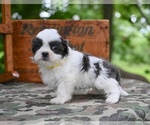 Small #5 Shih Tzu