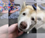 Small #1 Huskies  Mix