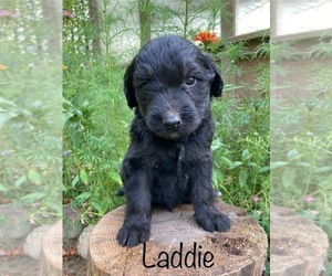 Goldendoodle Puppy for Sale in CAPON BRIDGE, West Virginia USA