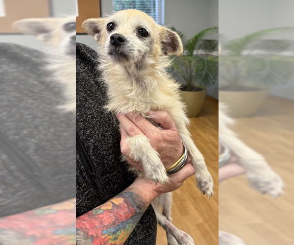 Medium Photo #3 Chihuahua-Unknown Mix Puppy For Sale in Mount Airy, NC, USA