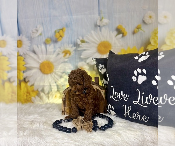 Medium Photo #7 Poodle (Toy) Puppy For Sale in RIPLEY, MS, USA