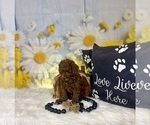 Small #6 Poodle (Toy)