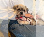 Small #9 Shih Tzu Mix