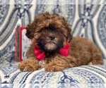 Small Photo #10 Shih-Poo Puppy For Sale in LAKELAND, FL, USA