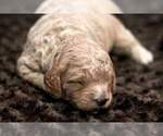 Small Photo #19 Goldendoodle (Miniature) Puppy For Sale in ASHBY, MN, USA