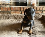 Small Photo #6 Doberman Pinscher Puppy For Sale in CLAREMORE, OK, USA