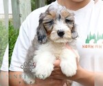 Small #2 Bernedoodle (Miniature)