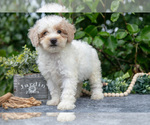 Puppy Kiana Poodle (Miniature)