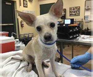 Chihuahua Dogs for adoption in Riverside, CA, USA