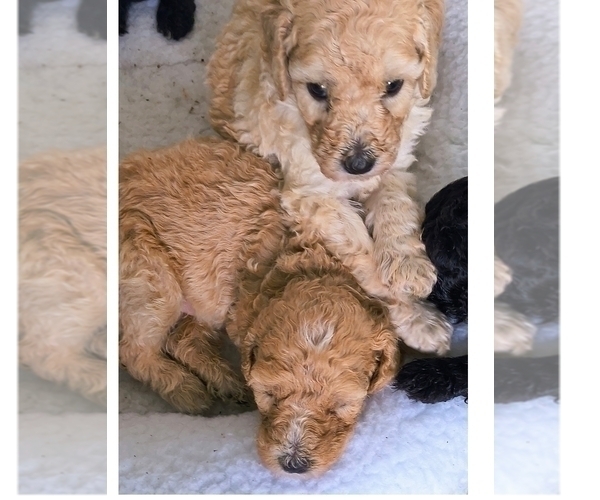 Medium Photo #1 Poodle (Standard) Puppy For Sale in WINCHESTER, TN, USA