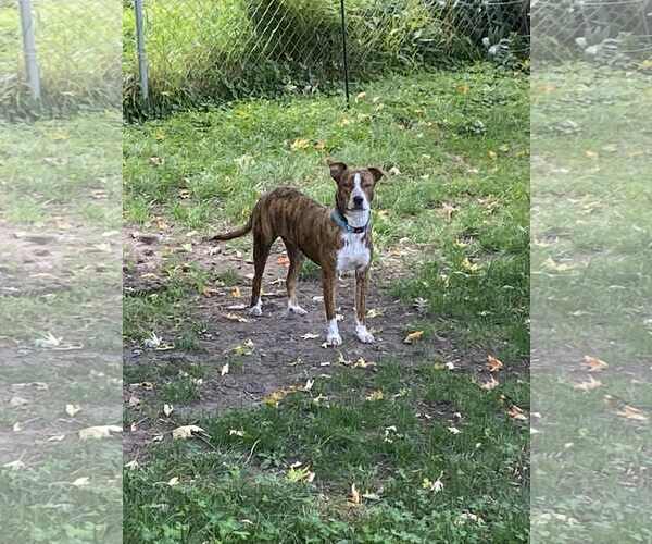 Medium Photo #1 Australian Cattle Dog-Unknown Mix Puppy For Sale in Minneapolis, MN, USA