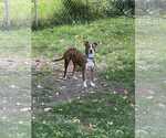 Small Australian Cattle Dog Mix