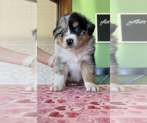 Australian Shepherd Puppy for sale in ELNORA, IN, USA